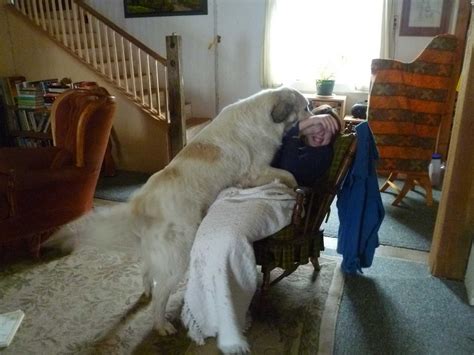 Great Pyrenees Dog House Plans