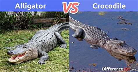 Alligator Vs Crocodile Size Pros And Cons 6 Key Differences