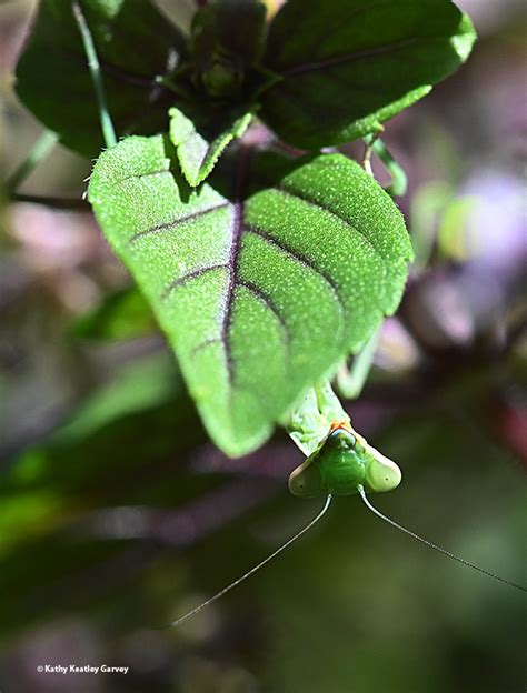 How To Find A Praying Mantis In The Wild Bug Squad Anr Blogs