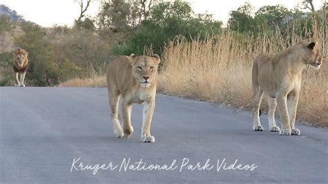 Lion Walking On The Road Wildlife Videos Kruger National Park Youtube