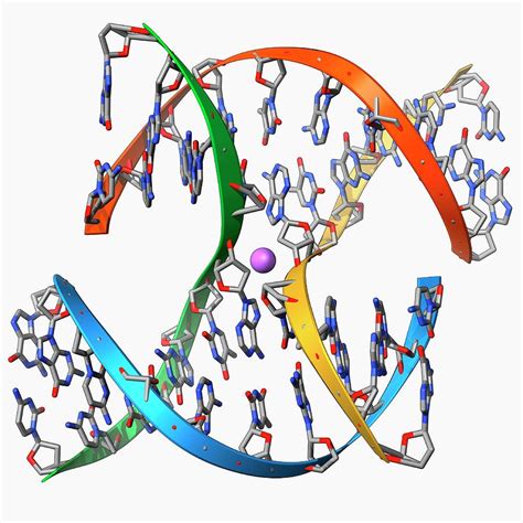 Dna Holliday Junction Photograph By Laguna Designscience Photo Library