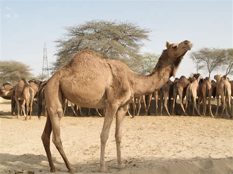 Filecamels At Camel Research Farm Bikaner Wikimedia Commons