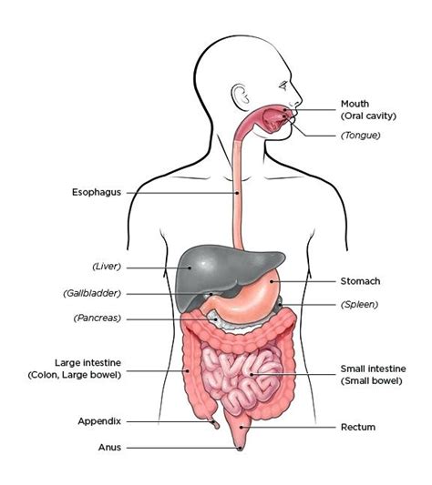 This is an online quiz called liver diagram. Sketch Of Human Digestive System at PaintingValley.com ...
