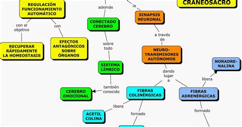 Mapa Conceptual Del Sistema Nervioso Periferico Tesmapa 10