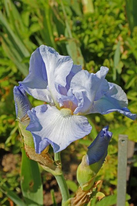 Photo Of The Bloom Of Tall Bearded Iris Iris Blue Sapphire Posted