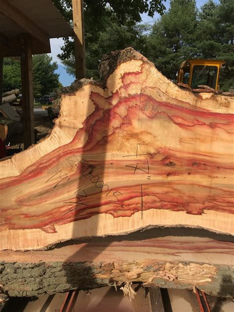 North Americas Biggest Box Elder Wood Slabs Etsy