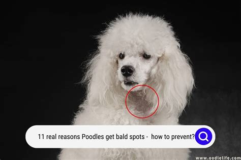 Why Do Dogs Chew Bald Spots