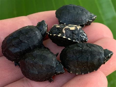 Common Musk Turtle Babies