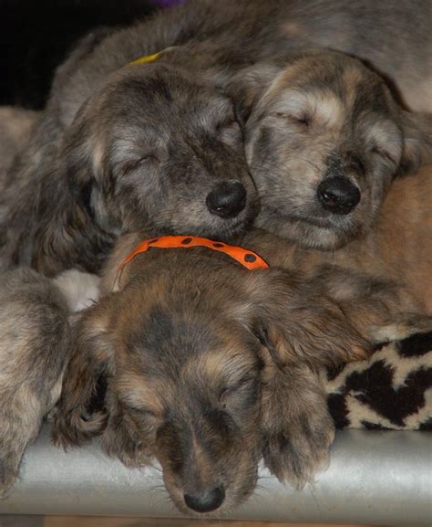 We did not find results for: Afghan Hound Info, Temperament, Mixes, Training, Puppies ...