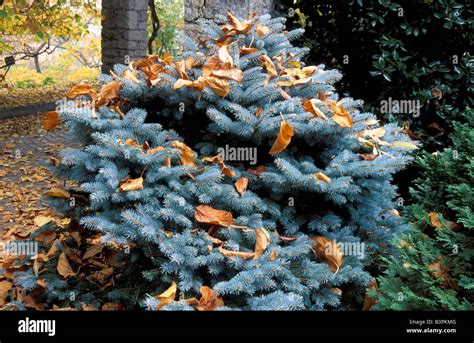 Picea Pungens Glauca Globosa Hi Res Stock Photography And Images Alamy