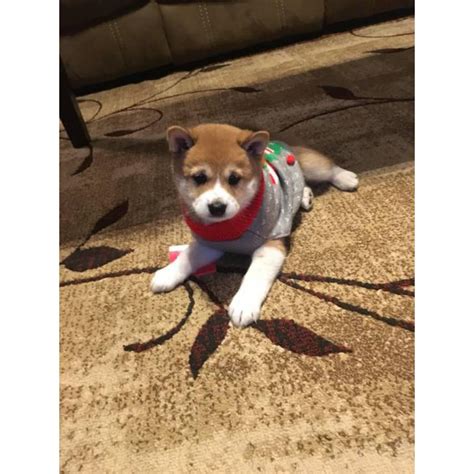 All pricing listed on this website does not include applicable sales and use tax. 10 weeks old Shiba Inu Puppies ready to go to good homes ...