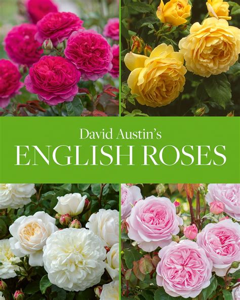 David Austins English Roses Acc Art Books Us