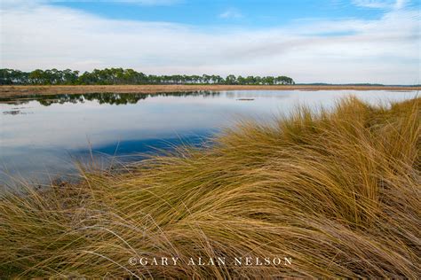 Grasses And Marsh Stmarks National Wildlife Refuge Florida Gary