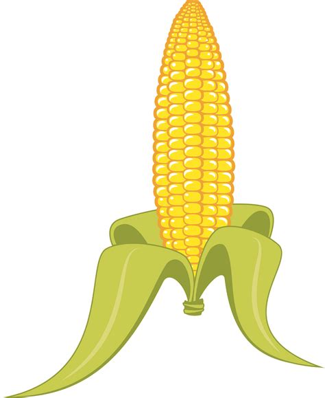 Corn Stalk With Corn Clipart