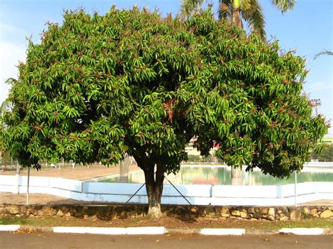 Selección De 8 árboles Tropicales Para Jardín Jardineria On