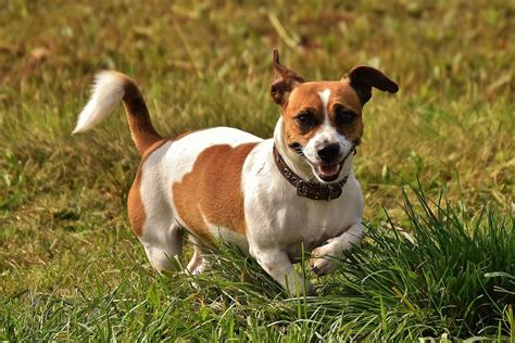D'une énergie débordante, le jack russel n'est pas fait chien de petite taille, le jack russel (mâle ou femelle) mesure entre 25 et 30 cms au garrot et pèse entre 5 et 6 kgs. Jack Russell Terrier