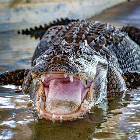 Animal Sanctuary And Alligator Park Wootens Everglades Airboat Tours