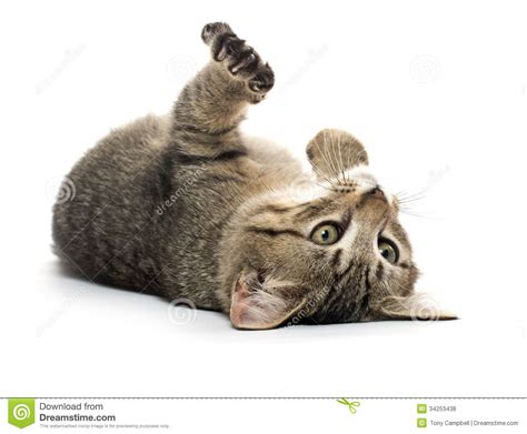Cute Tabby Kitten On Its Back Stock Photo Image Of