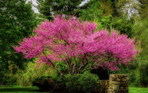 10 Best Flowering Trees For Your Landscape — Everydaygardenideas