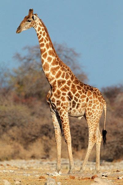How Giraffes Stand On Their Spindly Legs Live Science