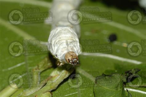 Bombyx Mori Silkworm Larva Develpment Of Bombyx Mori Silkworm