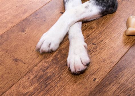 The Best Pet Friendly Flooring Options For Your Home Twenty And Oak