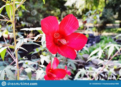 Blooming Red Flower Closeup Stock Photo Image Of Bright Flower