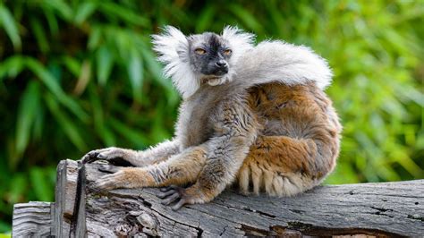 Download Wallpaper 2560x1440 Lemur Glance Funny Animal Wildlife