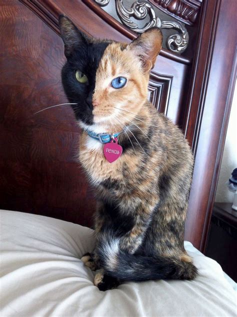 Two Toned Cat Takes Internet By Storm Picture Amazing