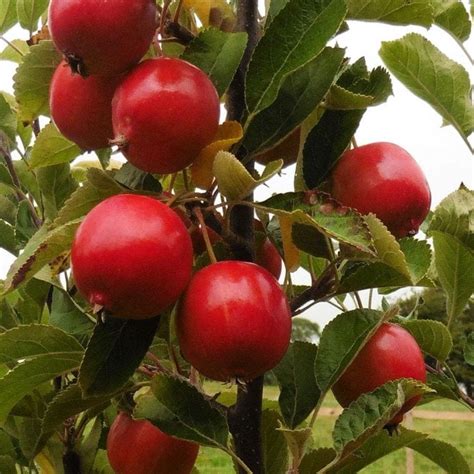 Malus Rosehip White Flowering Red Crab Apple Trees For Sale