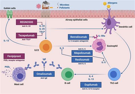 Frontiers Molecular Targets For Biological Therapies Of Severe Asthma