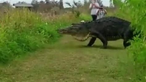 Giant Alligator Caught On Film In Florida Bbc News