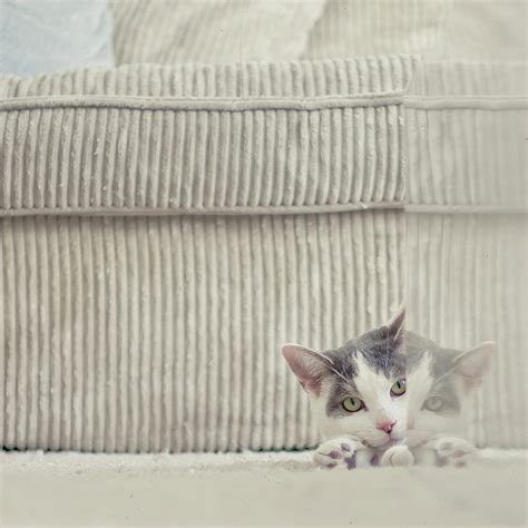 Grey And White Cat Peeking Around Corner By Cindy Prins