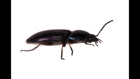 Permalink to Big Black Ants In Kitchen