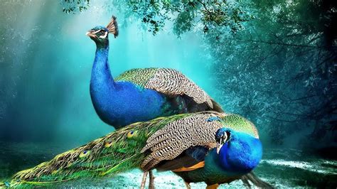 Bird Backgrounds ~ Beautiful Background Peacock Pair Hd Wallpaper