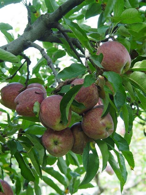 Five in one fruit trees - pennlive.com