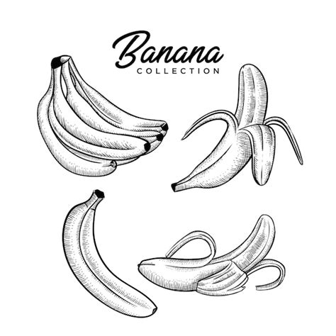 Colección De Plátanos Estilo Dibujado A Mano Vector Premium