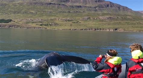 Akureyri Express Whale Watching — Whale Watching Akureyri