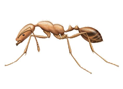 Maybe you would like to learn more about one of these? Pharaoh Ants Extermination and Pest Control in Toronto - Pest Control Toronto