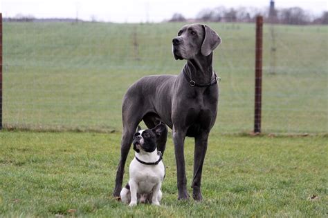 The Largest Dog Breeds In The World 16 Giant Dogs Pup Breeds