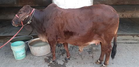 Sahiwal Cow In Haryana Sahiwal Cow In Haryana Supplier Trading