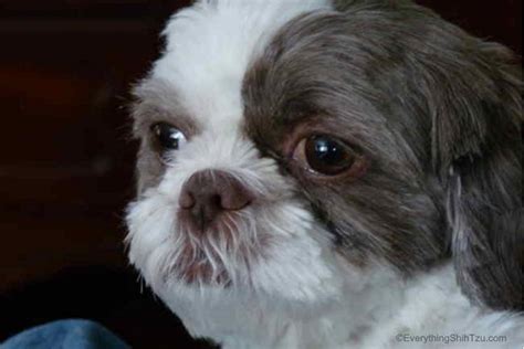 How To Clean A Shih Tzus Eyes A Step By Step Guide