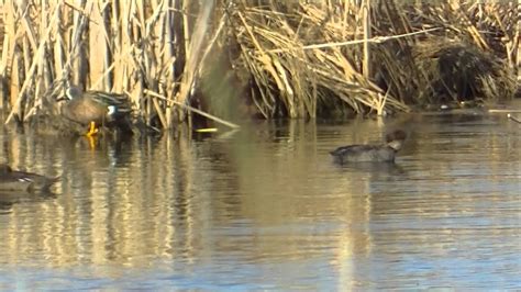 Midwest Nature Outdoors Nature Spring Minnesota Birds Outdoors