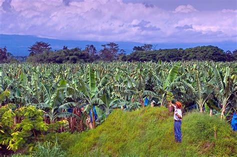 Inspecting The Ripeness Of Bananas On A Banana Plantation Costa Rica