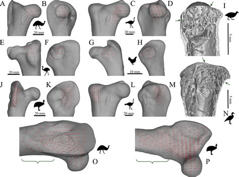 Cancellous Bone And Theropod Dinosaur Locomotion Part I—an Examination