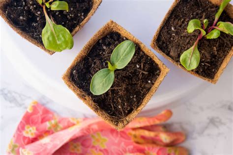 How To Start Seeds Indoors The Complete Guide