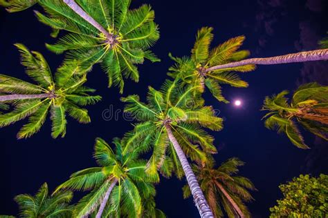 Palm Trees Against The Night Sky Stock Image Image Of Tropical