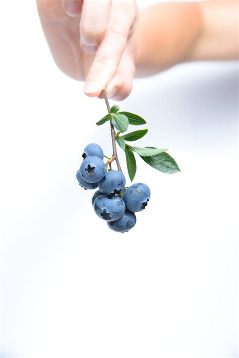 Free Images Branch Fruit Berry Leaf Flower Food Produce Blue