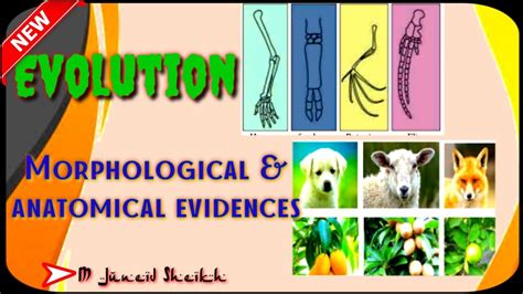 Morphological And Anatomical Evidences Std 10 Unit 1 Heredity And