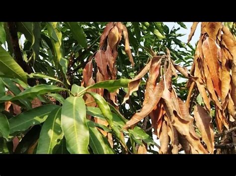 Mango Diseases Common Diseases Affecting Mango Production Affluent Farmers